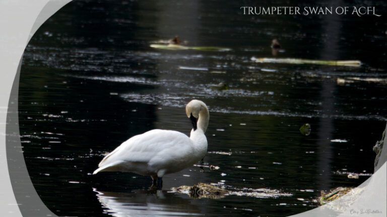 The Trumpeter Swan of ACFL